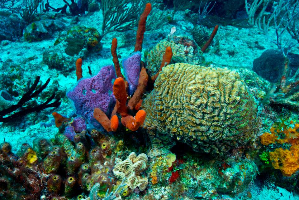 Mesoamerican Barrier Reef