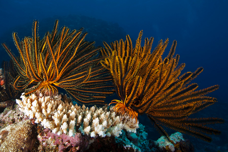 New Caledonia Barrier Reef