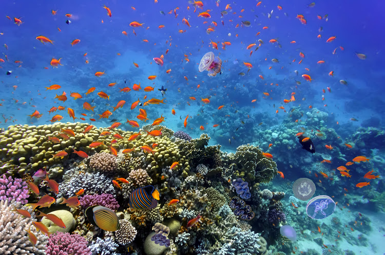 Coral Reef and Tropical Fish in the Red Sea, Egypt