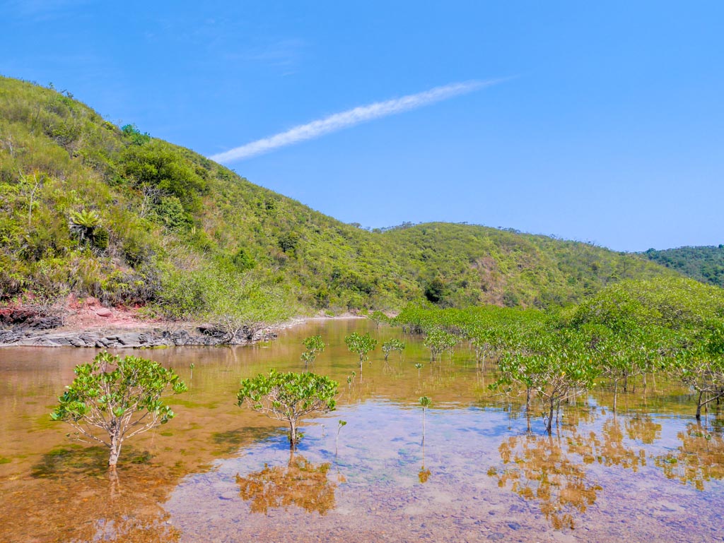 wu gau tong mangrove hong kong nature - laugh travel eat