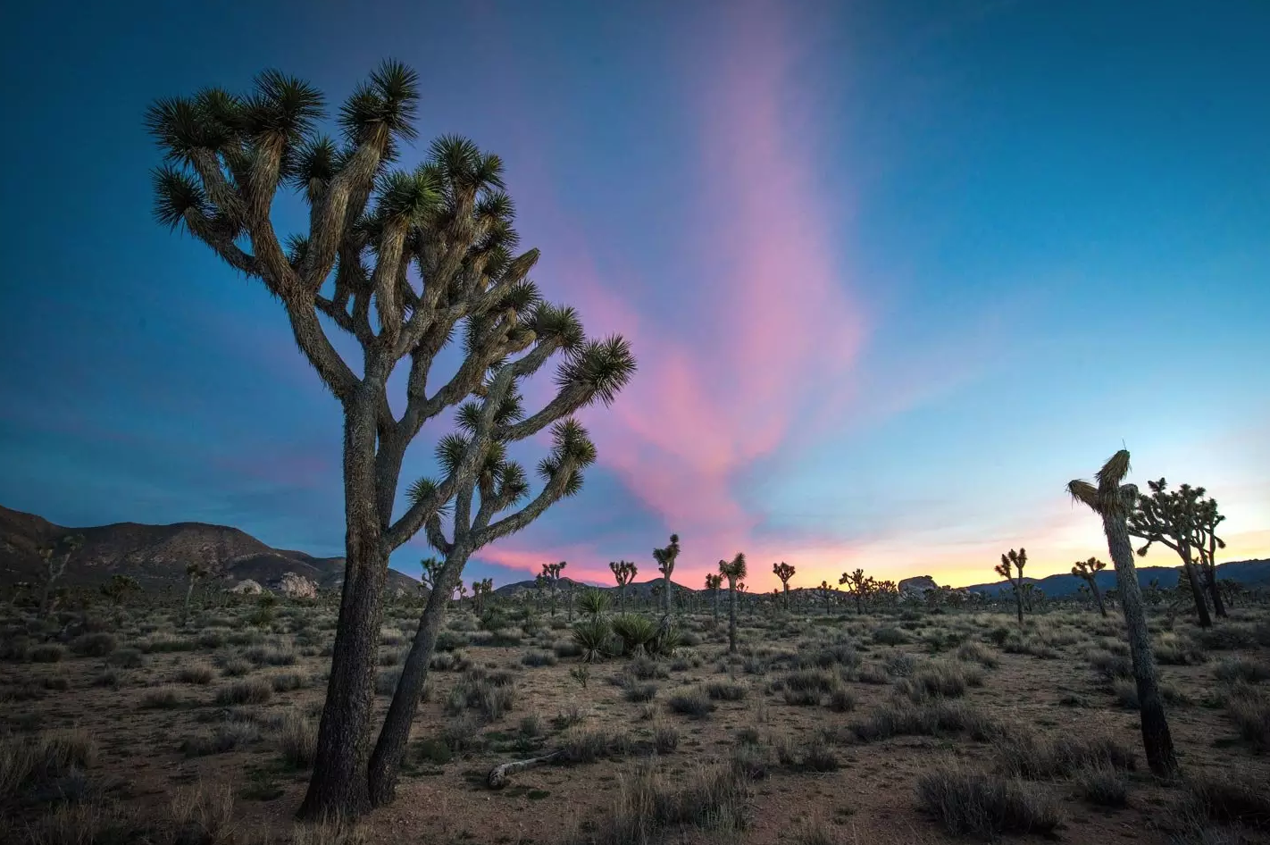 This tree helps make a beautiful photo