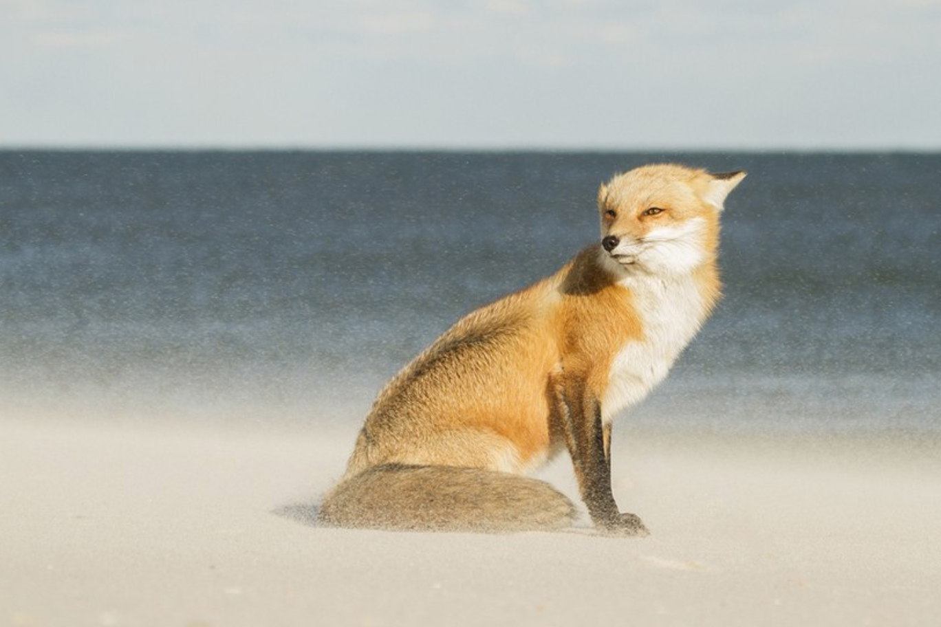Fox in the wind
