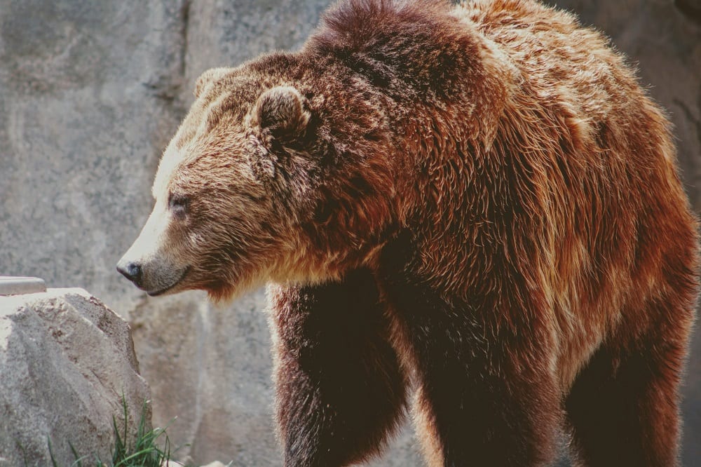 Alaska Cruise Kodiak Brown Bear