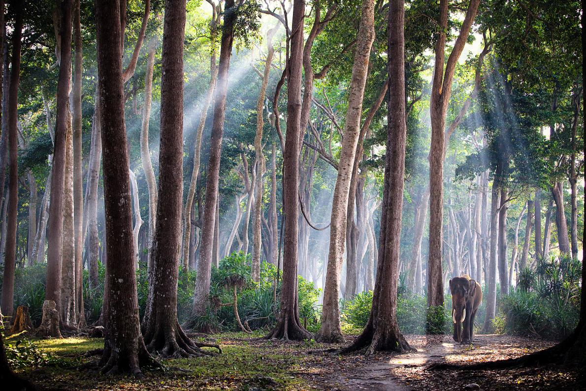 Travel photograph of beautiful trees