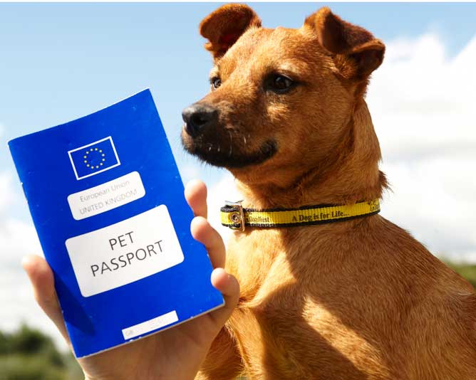 pet travel passport