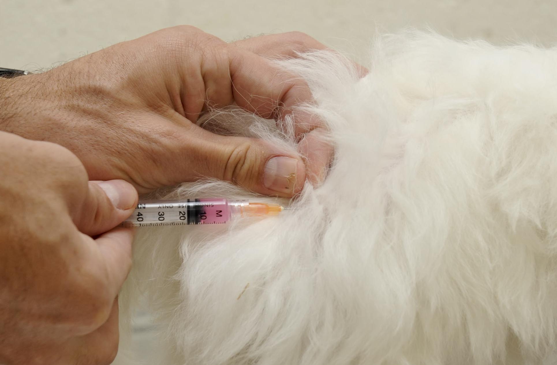 pet travel vaccinations