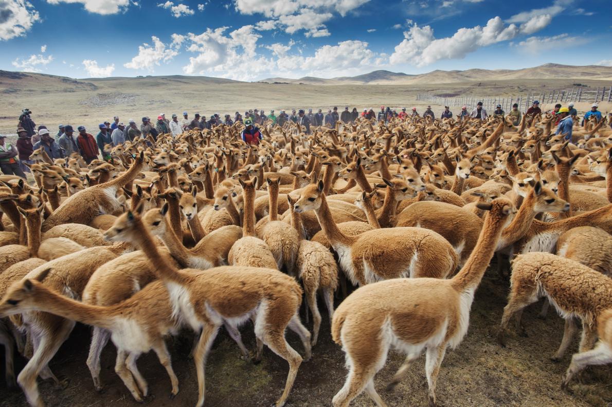 Beautiful Peruvian animals