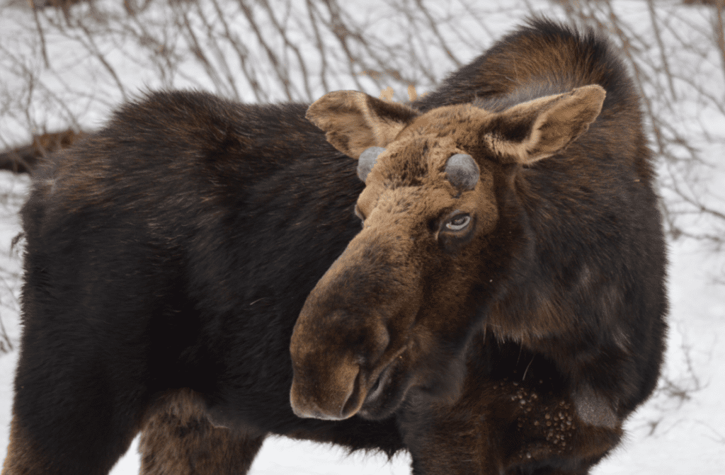 moose face interesting food to try