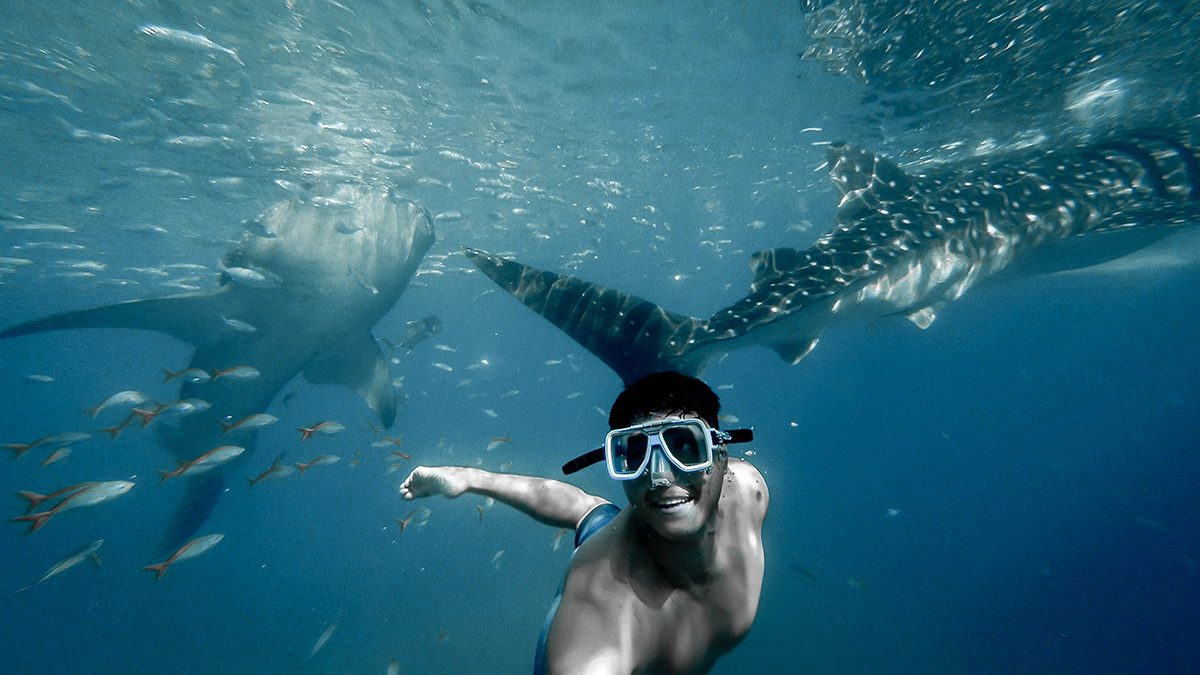 Philippines Island Hopping whale sharks
