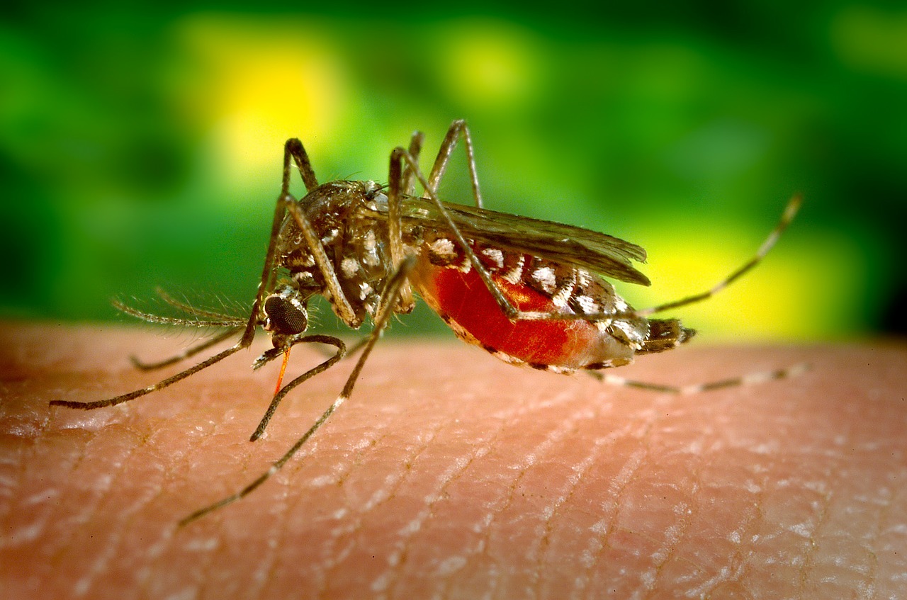 travel medical insurance diseases mosquito