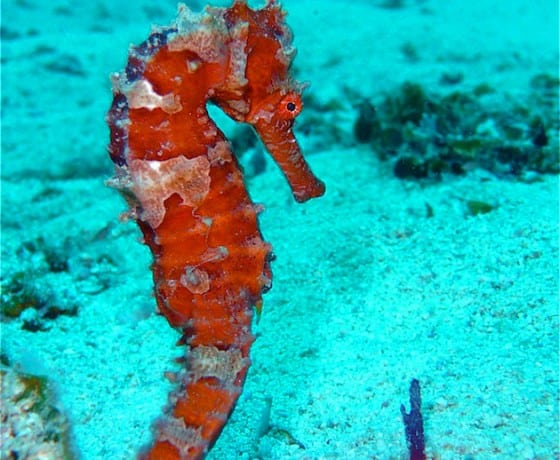 Diving in Thailand: Koh Ma seahorse
