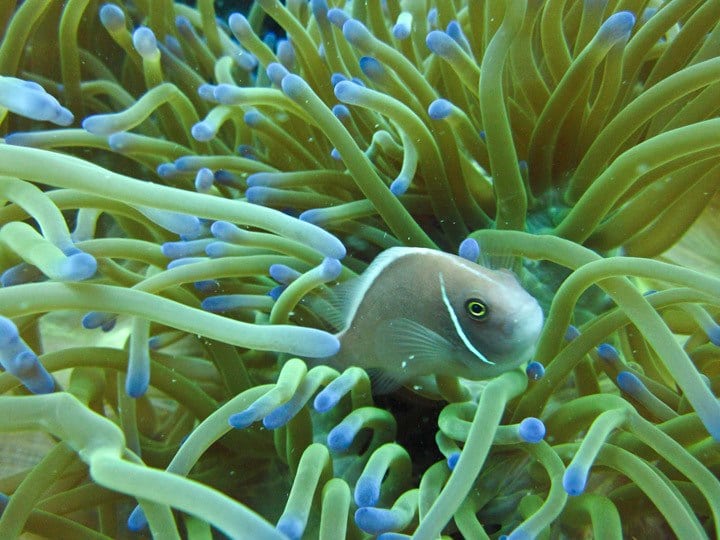 Diving in Thailand: Sail Rock aquatic life