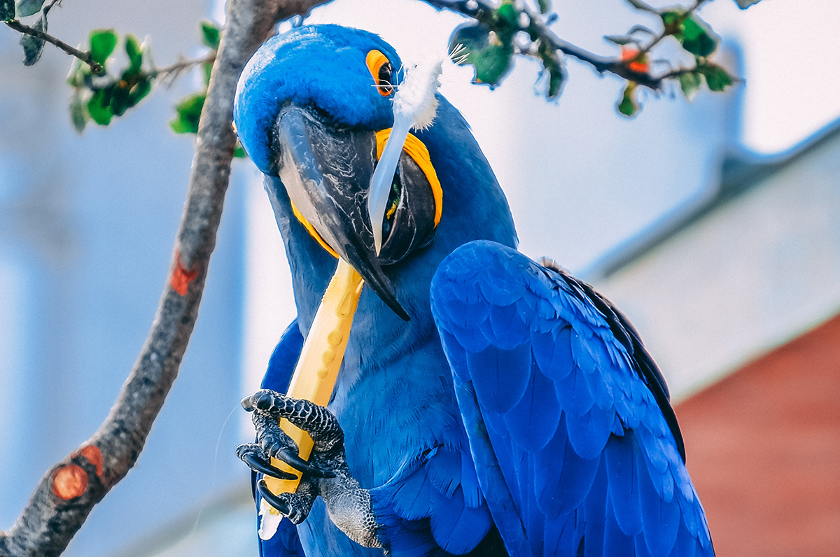 dental hygiene while you travel bird brushing dental hygiene while you travel bird brushing