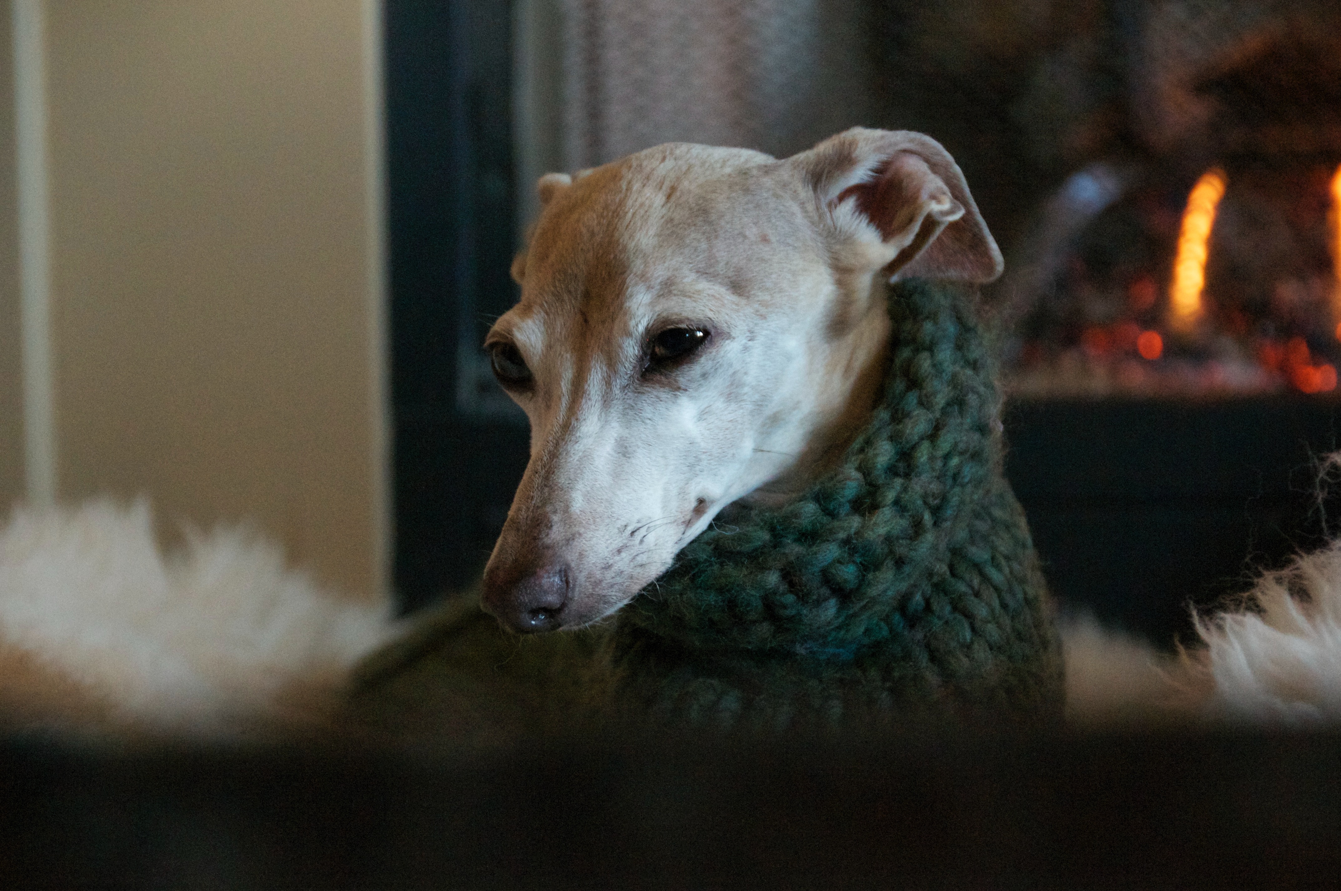 Fall Photos Sweater Dog