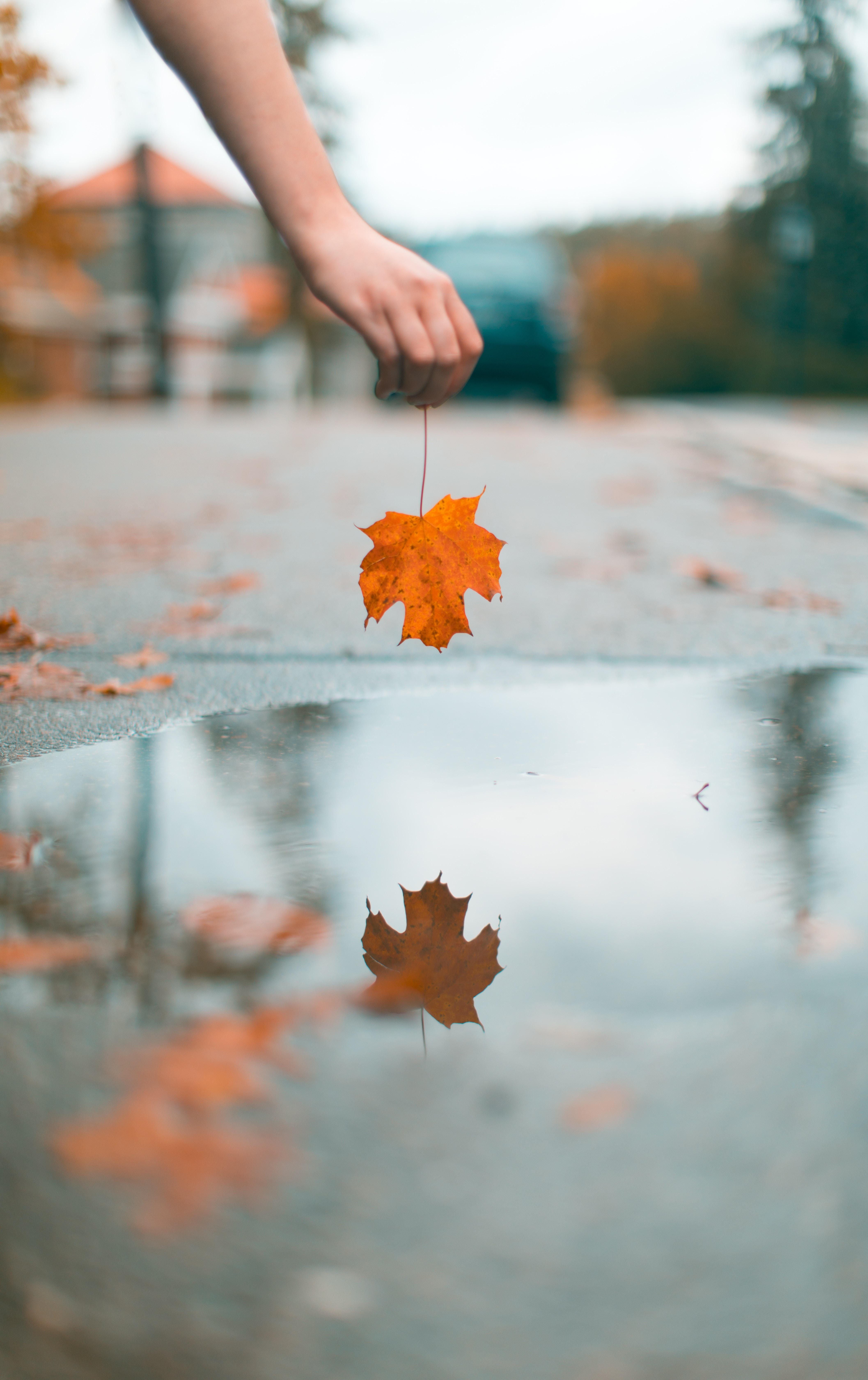 Fall Photos Leaf Reflection