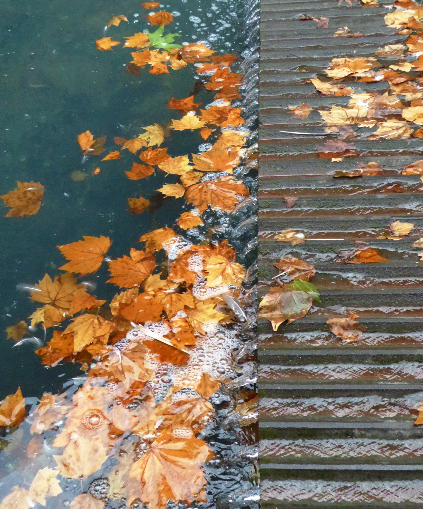 Fall Photos Water and Leaves