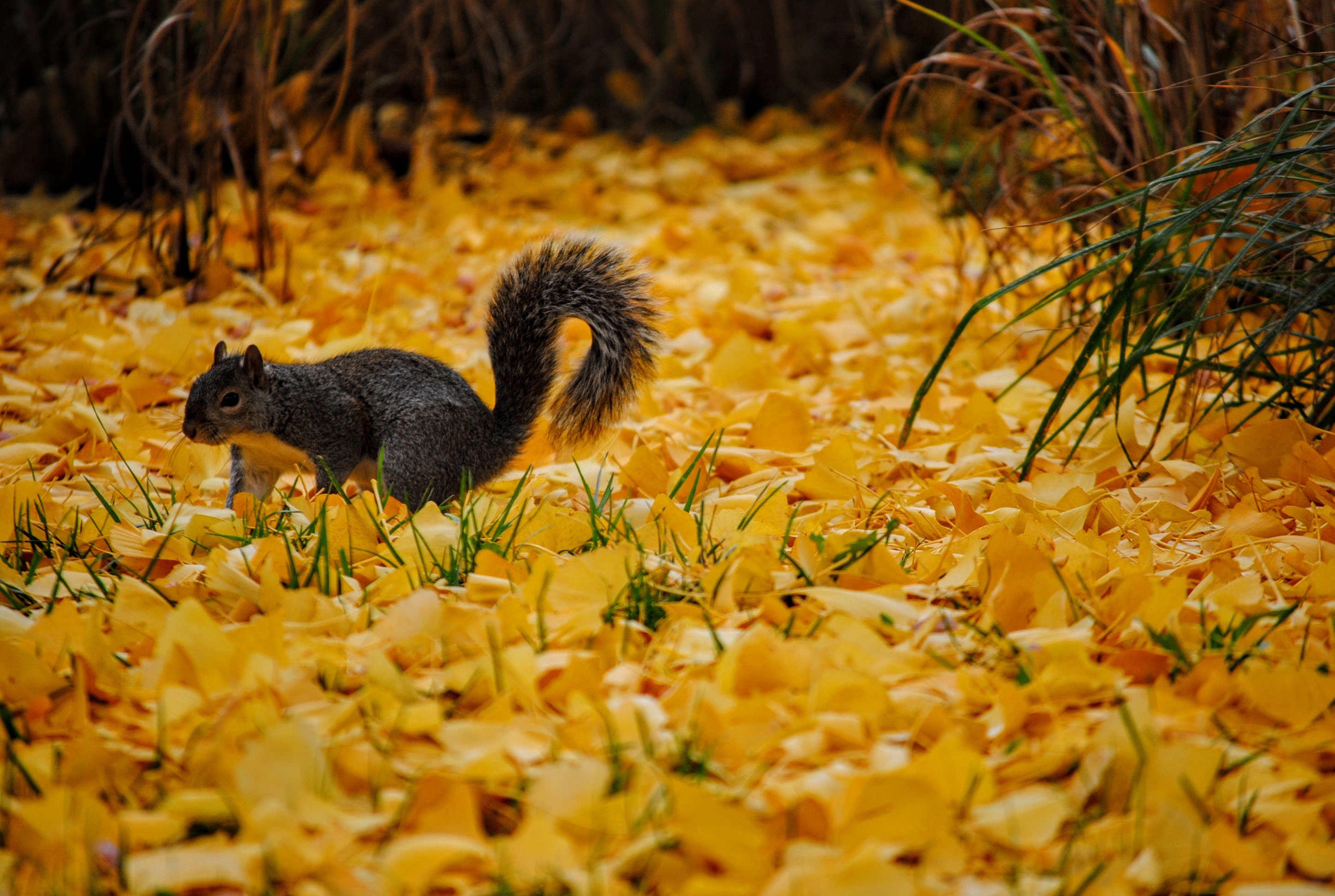 Fall Photos Squirrel in leaves