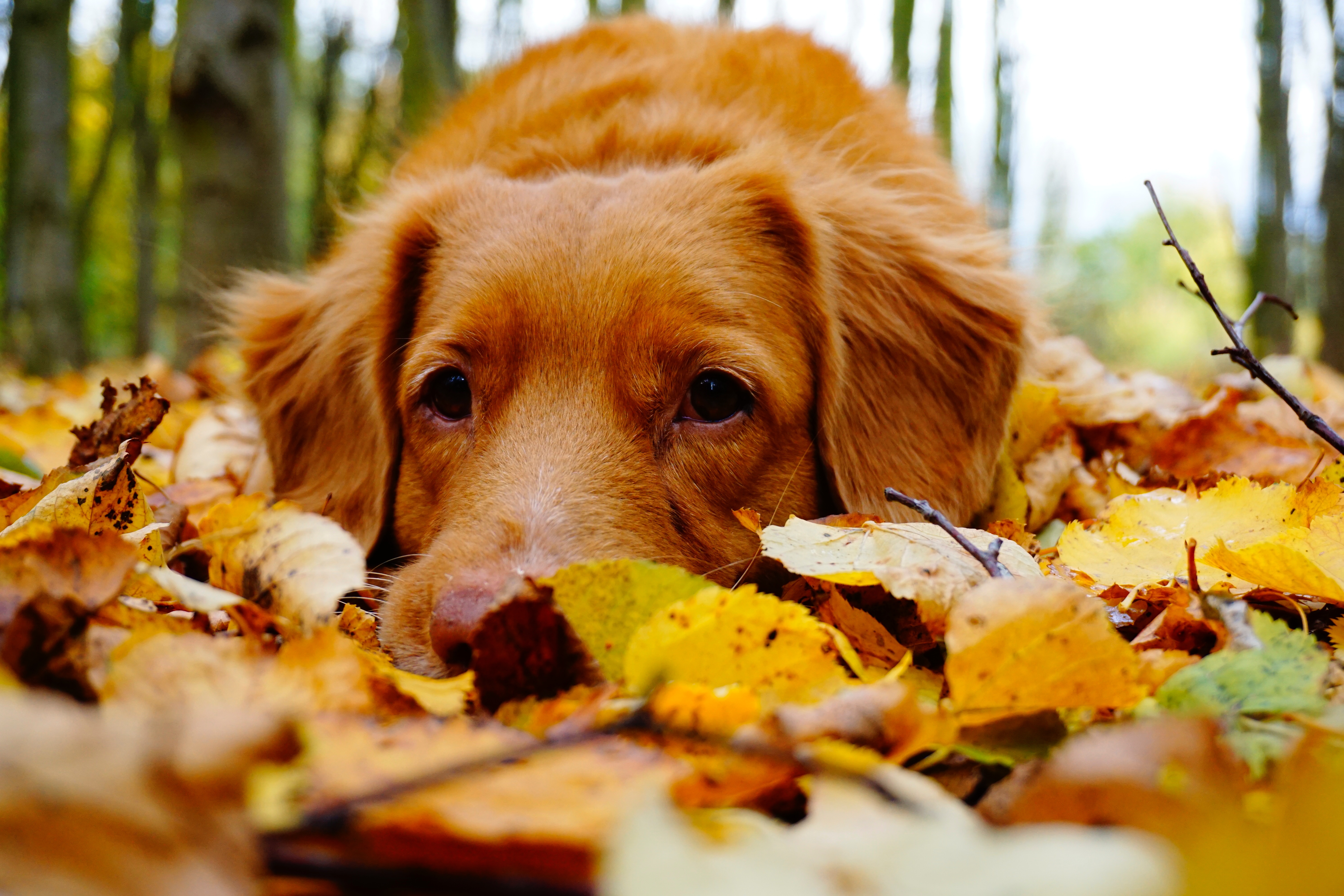 Fall Photos Dog laying in Leaves