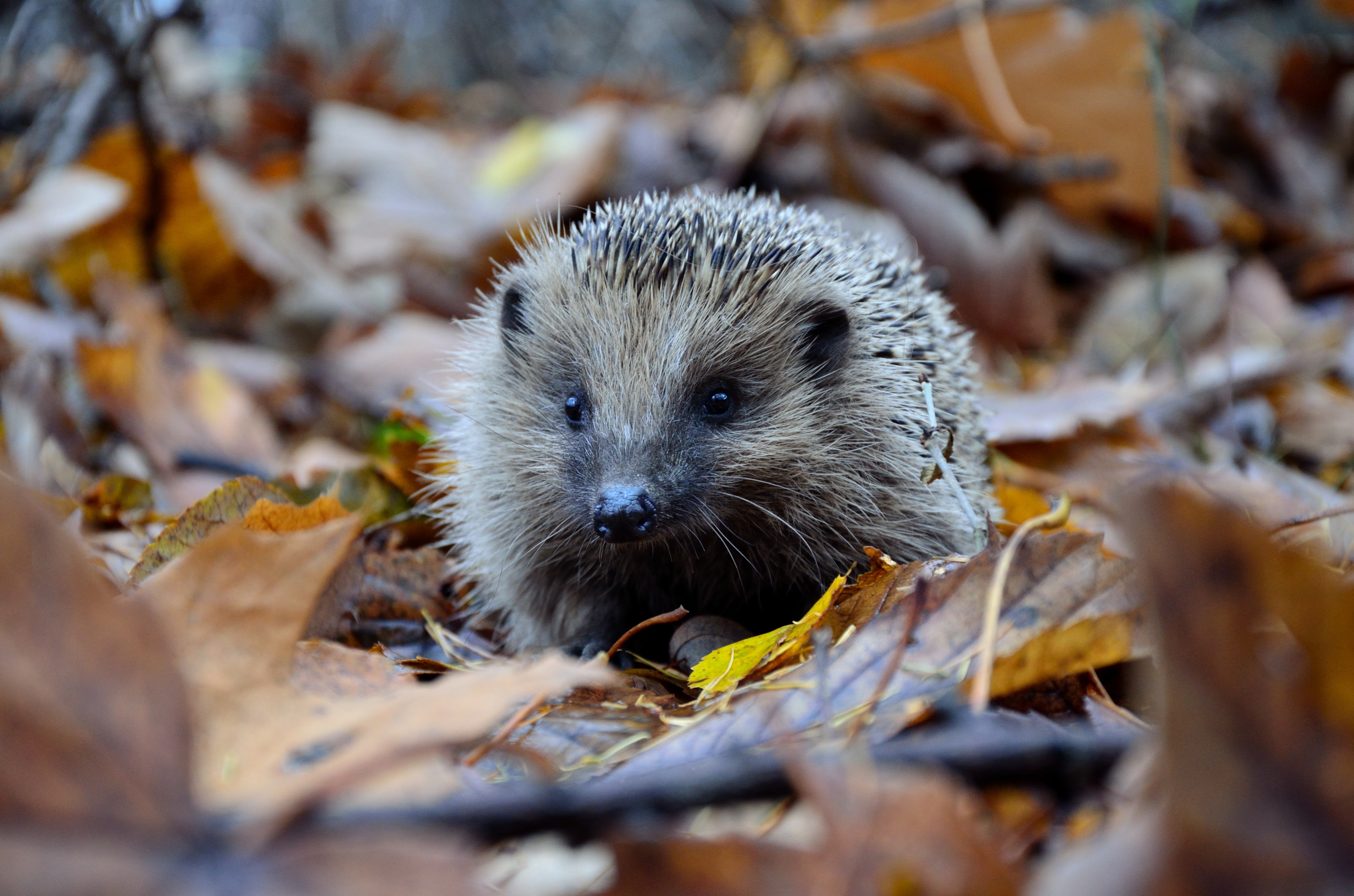 Fall Photos Hedgehog in leaves