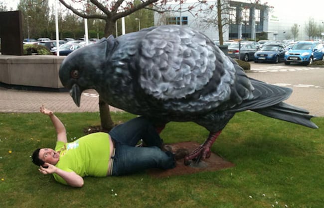hilarious photos - attack of the giant pigeon