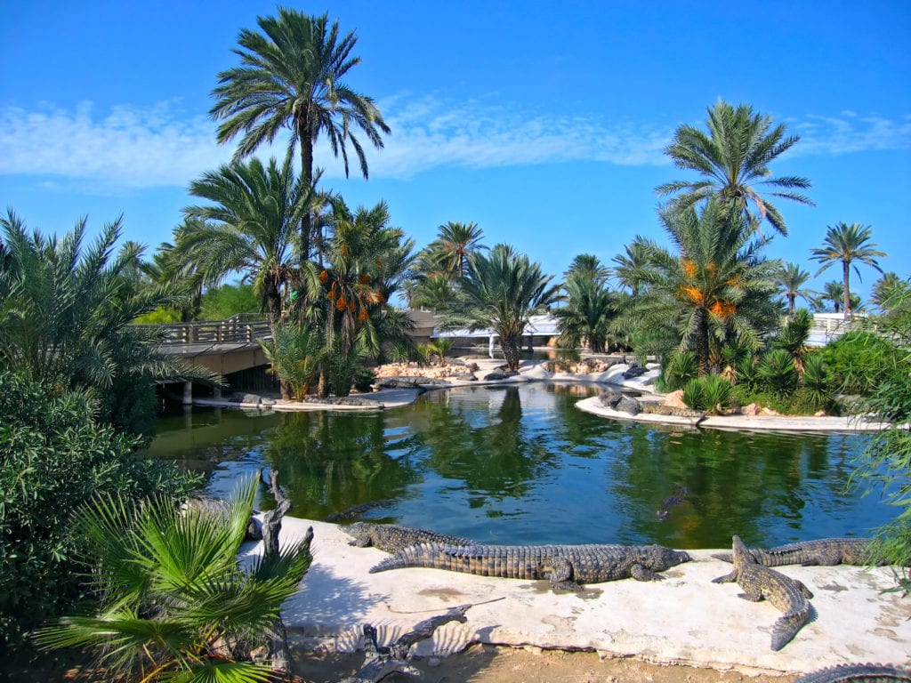 The crocodiles on the farm on Djerba Island, Tunisia