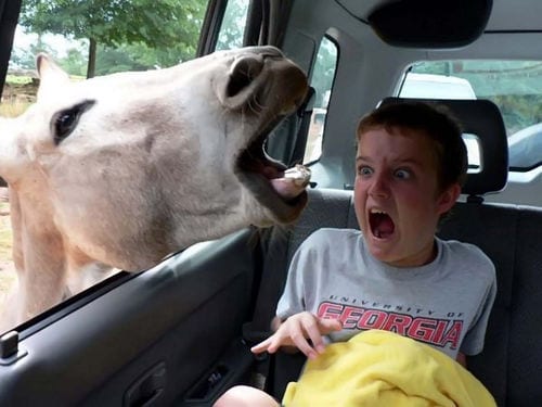 horse giving a boy a fright by putting it's head in through window