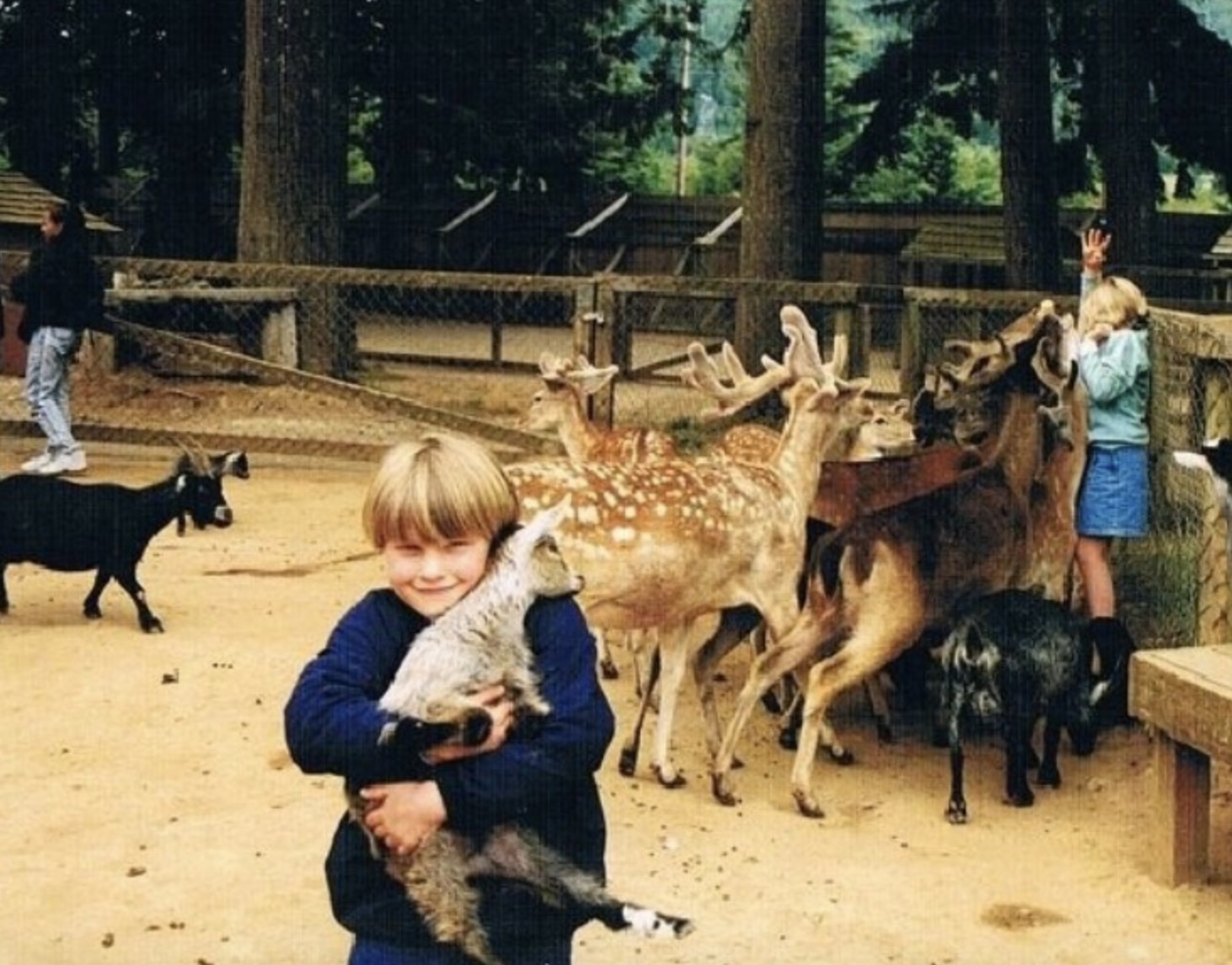 kid taking a cute phot with a deer while his sister is getting attacked by deer in the background