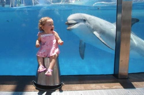 little girl scared of the dolphin