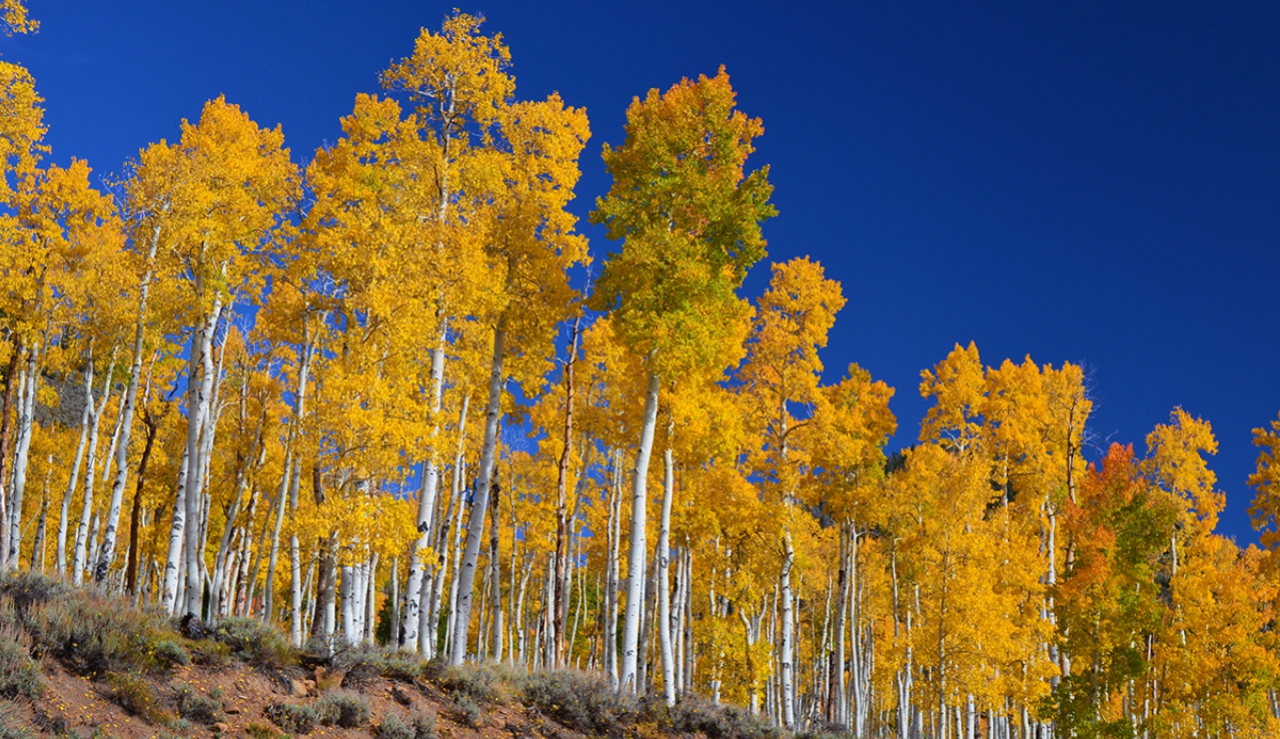 pando old things on Earth Pando Tree