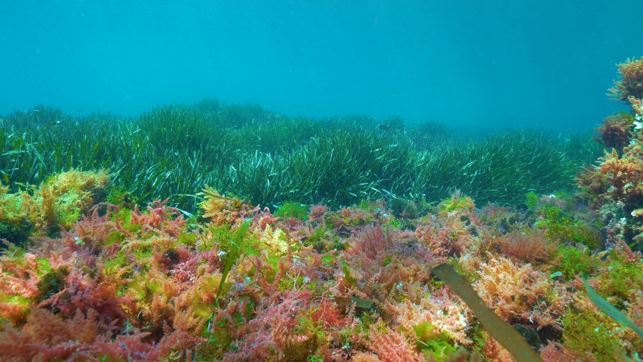 seagrass old things on Earth seagrass