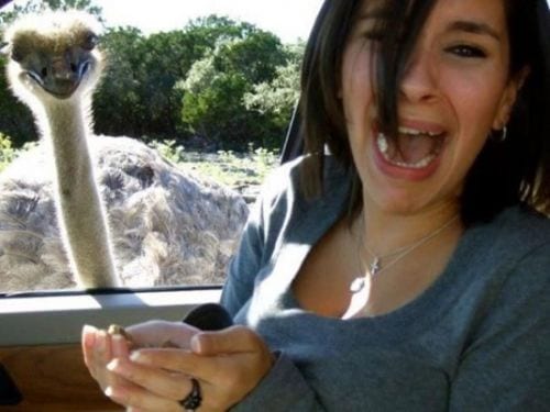 woman scared of feeding an emu