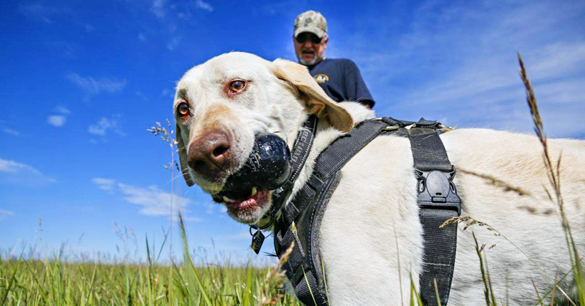 Family Finds Gold Nugget Worth $35K While Walking Dog Named ‘Lucky’