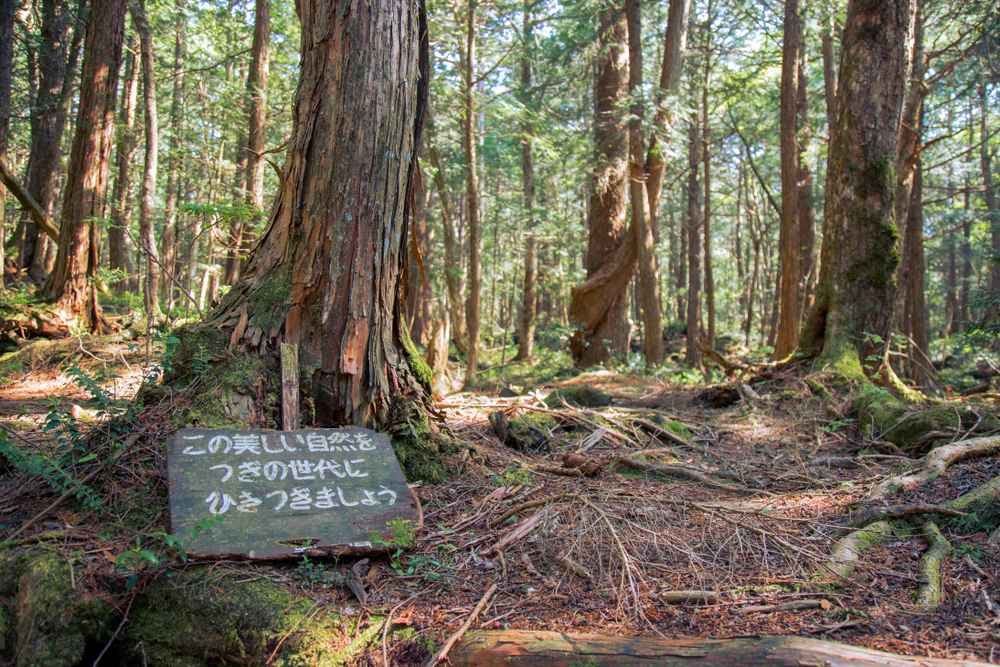 aokigahara-japan-places-terrifying