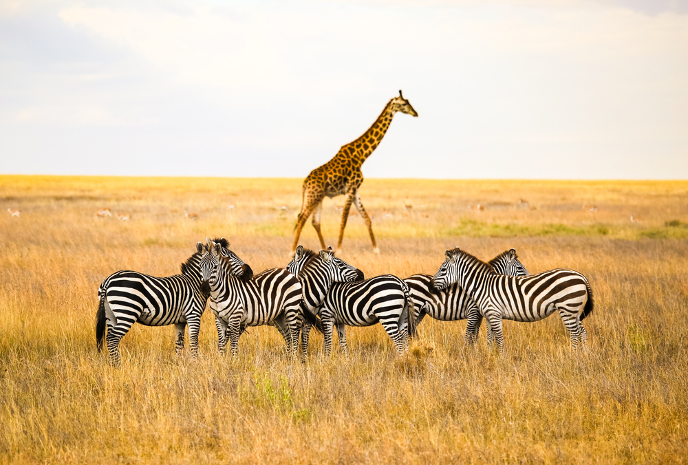 serengeti-national-park