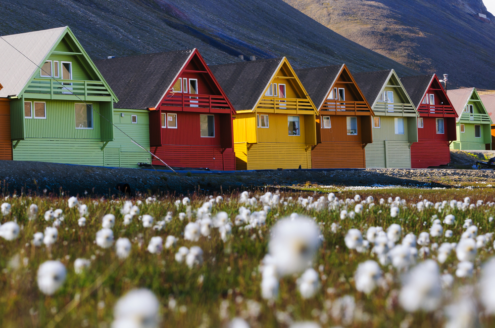 Foreground of arctic flowers and a row of very colorful homes in Longyearbyen, Svalbard, Norway