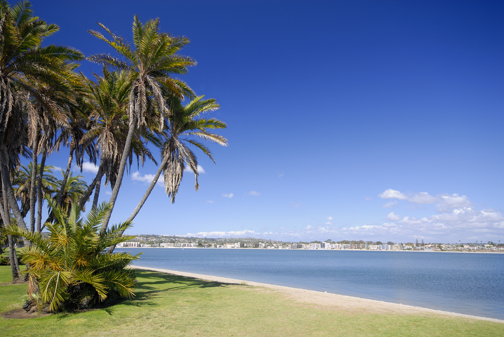 Palms on the beach of Mission Bay, San Diego, California