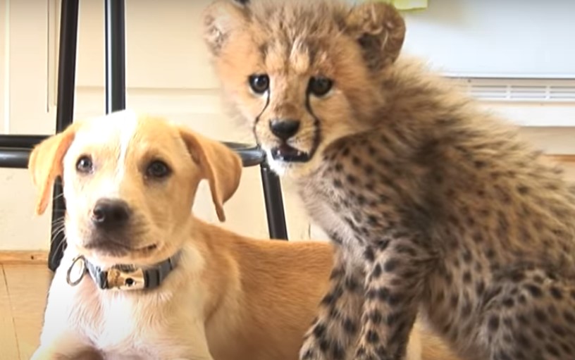 Cheetah-Dog Friendship Isn’t As Strange As It Sounds