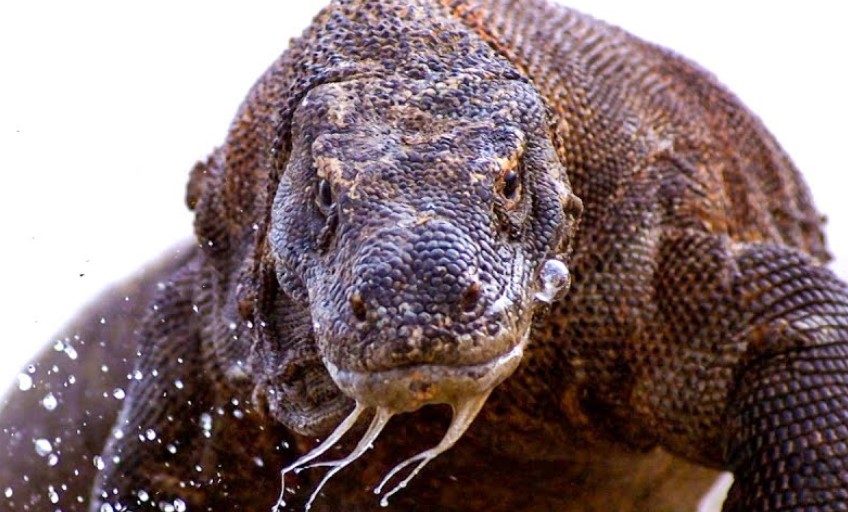 Greatest Animal Predators