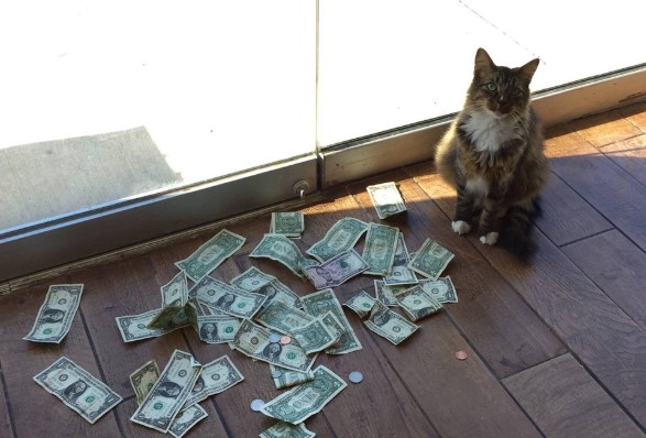 Cat brought money back to the office every day!
