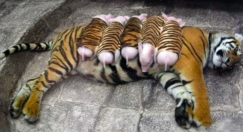 A Mother Tiger Adopts Piglets And Raises Them As Her Own