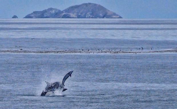 Whale Follows Man, Then Gut Tells Him To Jump In The Water