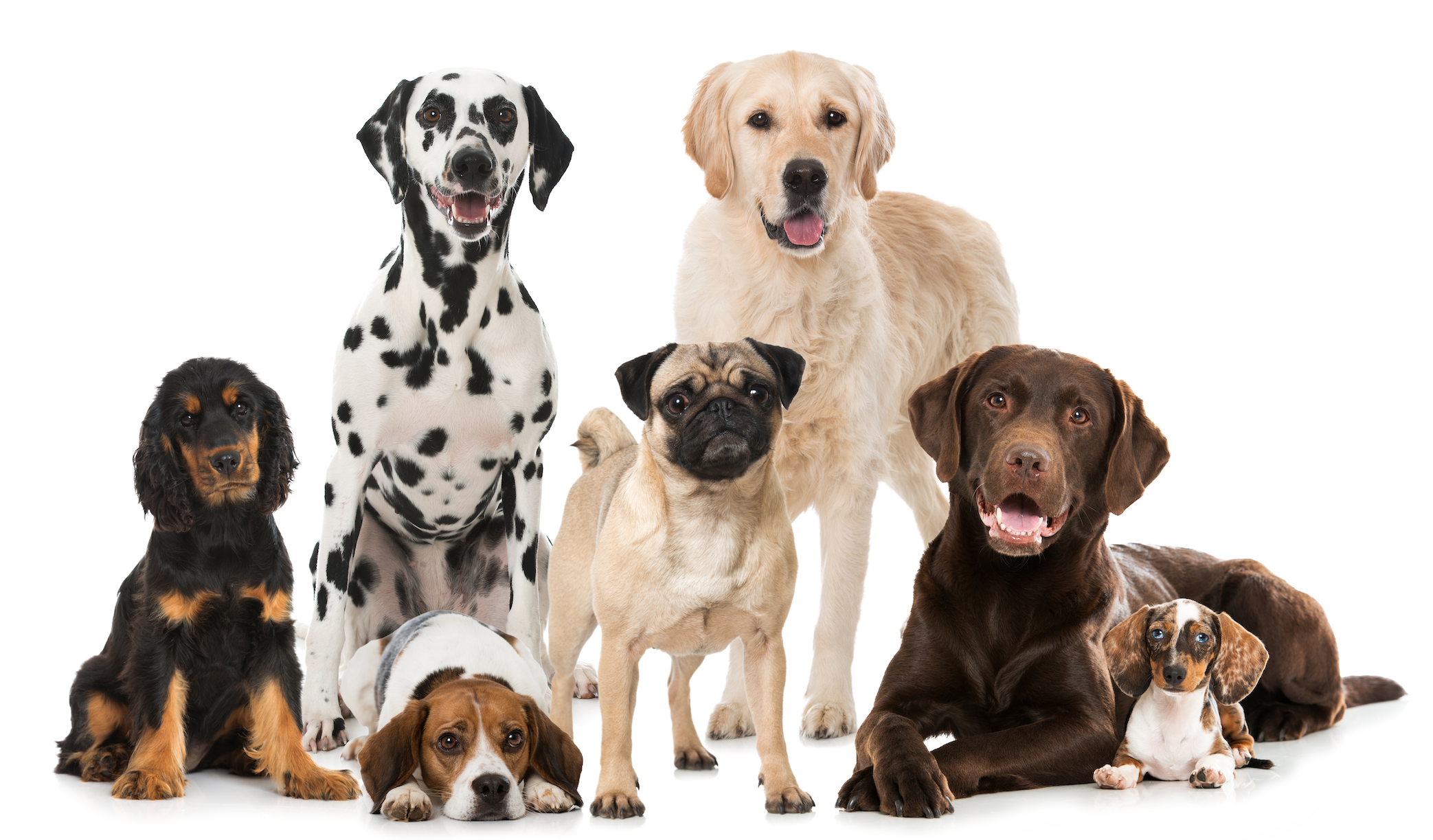 Can you name these dog breeds?
