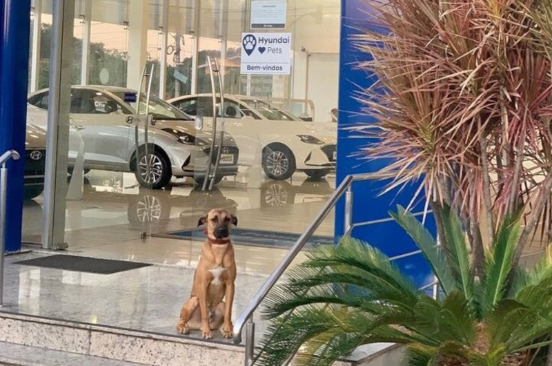 Animal Won't Budge From Spot, Car Dealer Looks In Trunk