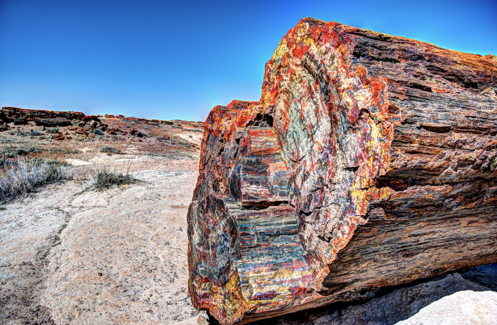 Petrified Forest National Park