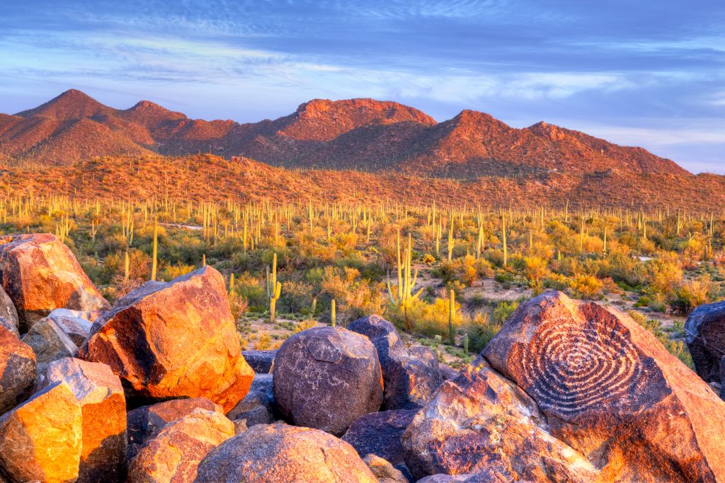 Cactus Forest Drive