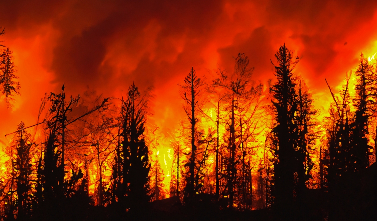 Maui Forest Wildfire