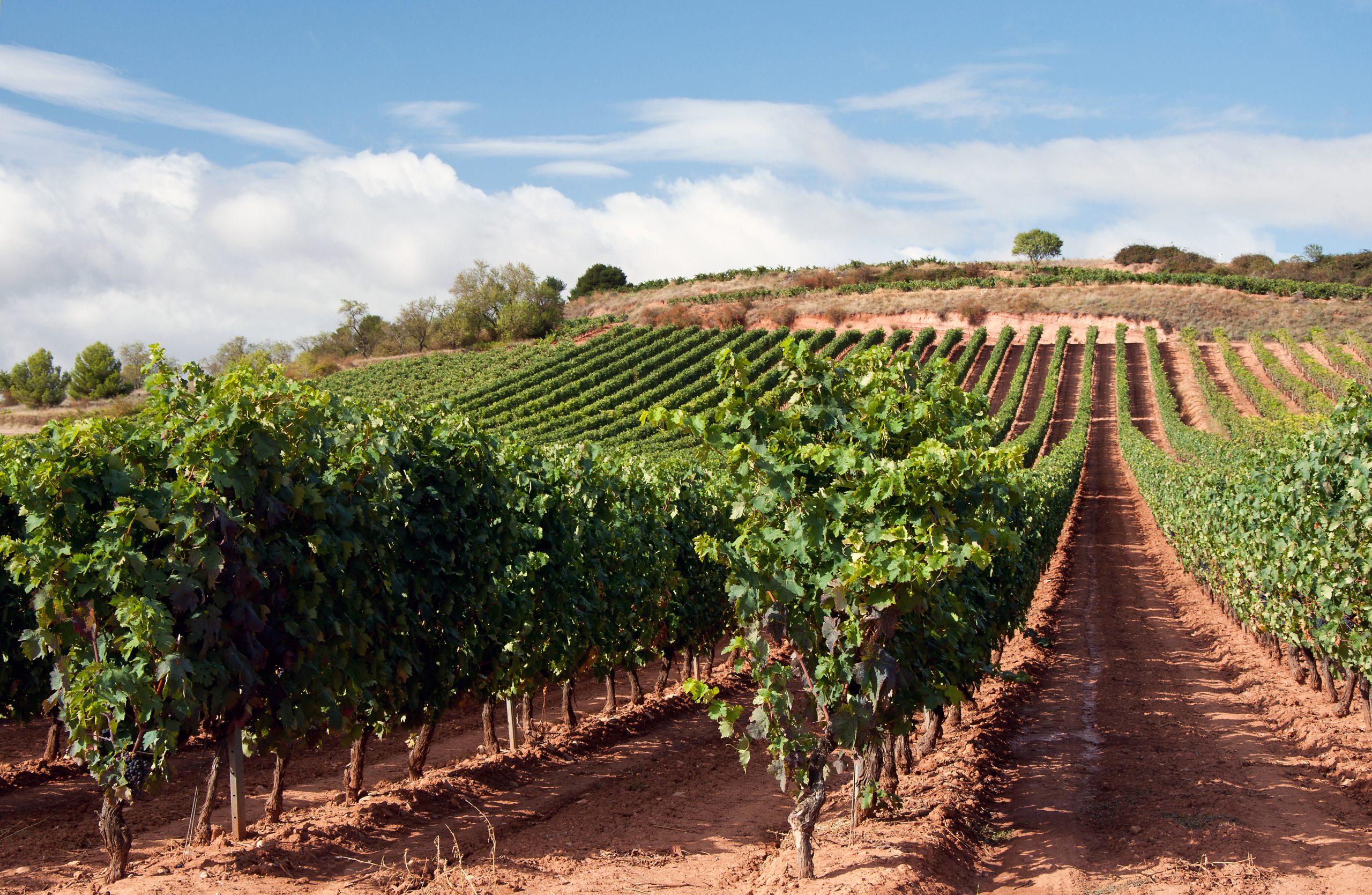 From Rioja to Ribera del Duero: Unveiling the Best Spanish Wine Regions