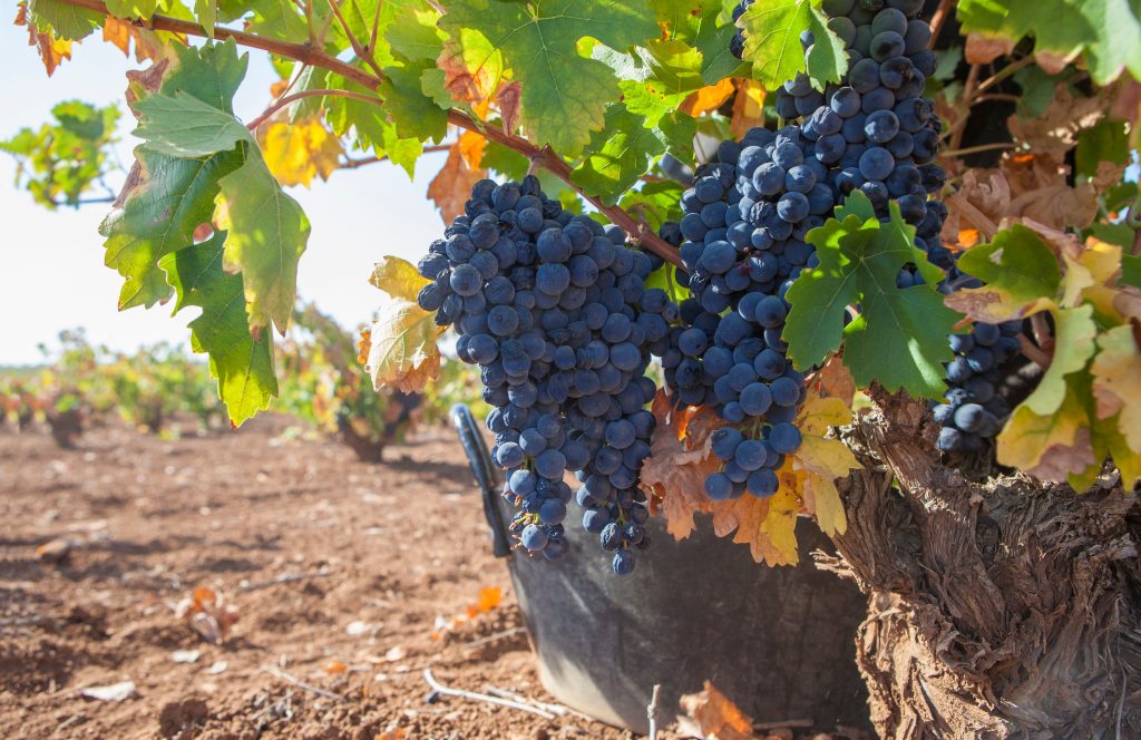 Beautiful bunches of black grapes on the vineyards just before the harvest. Chianti Classico area near Greve in Chianti. Tuscany, Italy