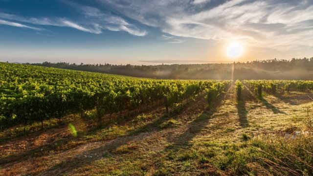 Discover The Best Spanish Wine Regions