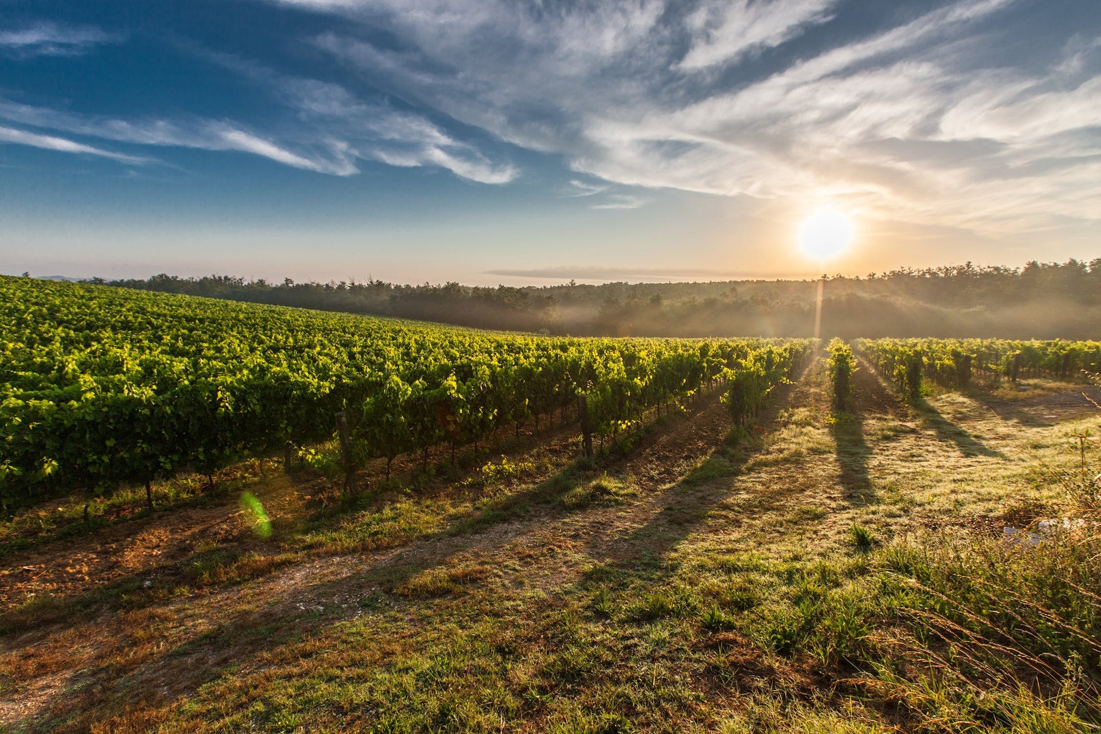 Discover The Best Spanish Wine Regions